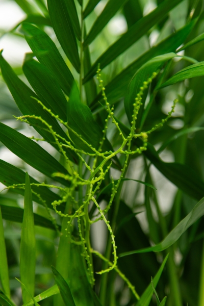 Хамедорея Элеганс 20/100 см в RONDO 32 Хамедорея Элеганс 20/100 см в RONDO 32