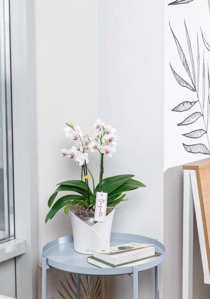 Фаленопсис Монро в ORCHIDEA 18 Фаленопсис Монро в ORCHIDEA 18