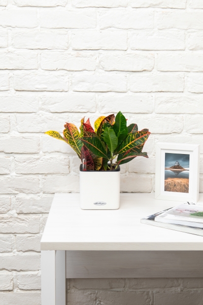 Кротон (Кодиеум) Петра 12/30 см