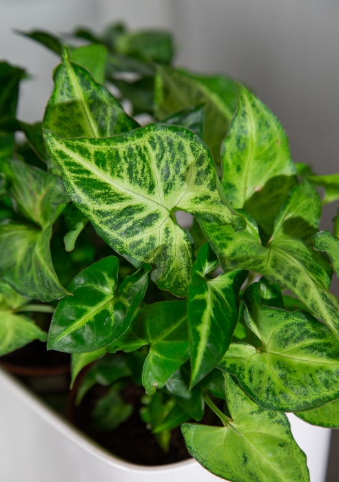 Сингониум в DELTA 20