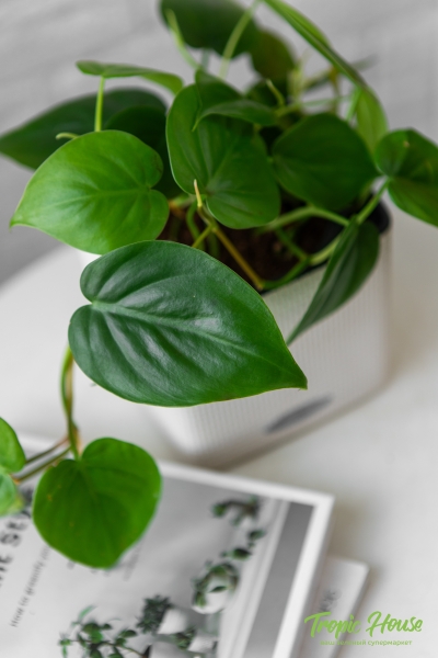 Филодендрон Сканденс 12/20 см в CUBE COLOR 14