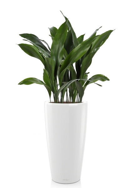 Аспидистра в RONDO 40 Аспидистра в RONDO 40