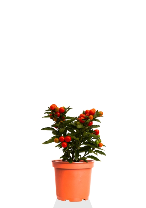 Соланум 10/25 см