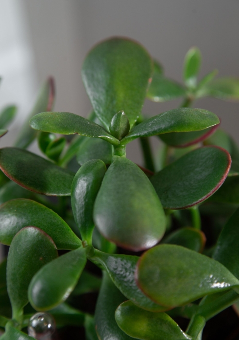 Набор Крассул в CUBE COLOR 14