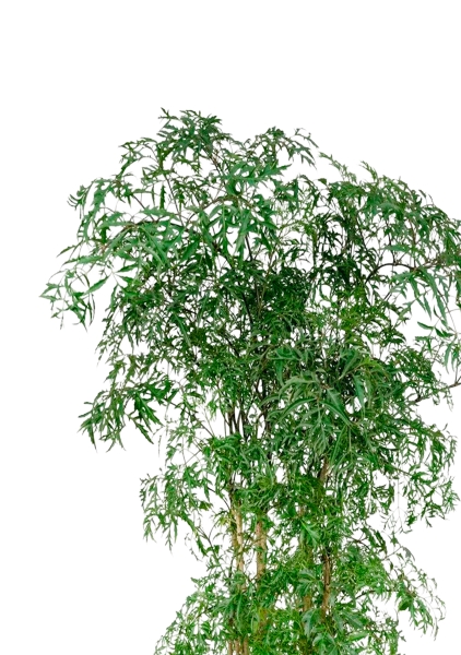 Полисциас Фрутикоза 27/140 см в CANTO STONE HIGH 30 Полисциас Фрутикоза 27/140 см в CANTO STONE HIGH 30