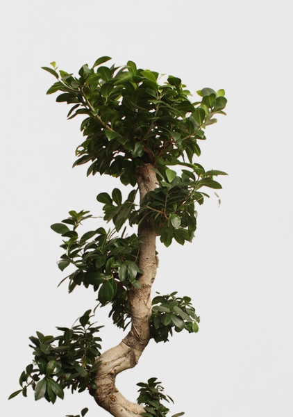 Фикус Микрокарпа Гинсенг 40/130 см в CUBE 50