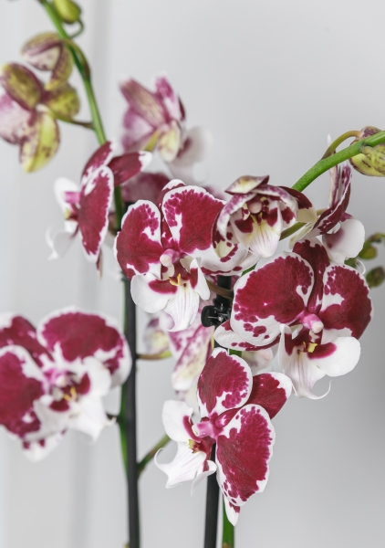 Орхидея Фаленопсис белая пятнистая 12/60 см