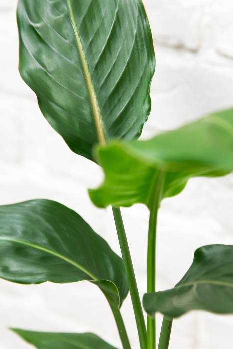 Стрелиция Регина 9/30 см в OJO