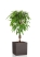 Фикус Амстел Кинг переплетенный 27/120 см в CANTO STONE LOW 40