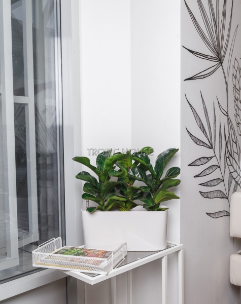 Фикус Лирата в DELTA 20 Фикус Лирата в DELTA 20