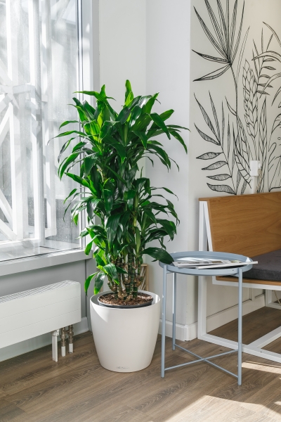 Драцена Джанет Крейг бранч в CLASSICO COLOR 35