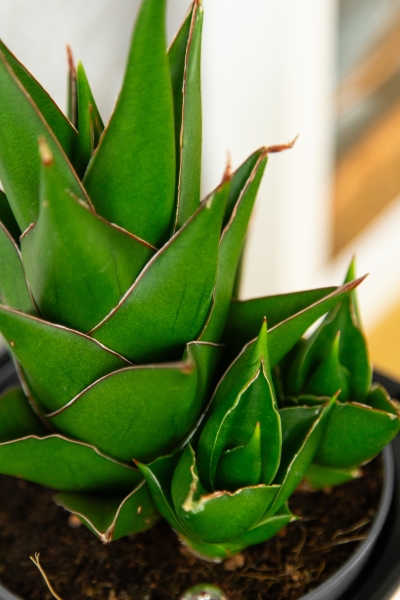 Сансевиерия Аббей Краун в CUBE COLOR 14