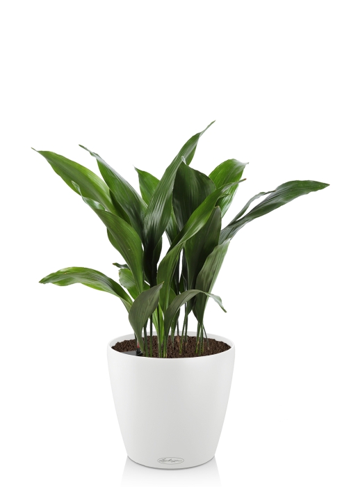 Аспидистра CLASSICO 21/55 см Белый