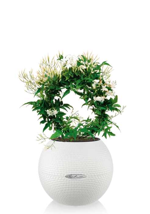 Жасмин PURO 20/35 см, белый