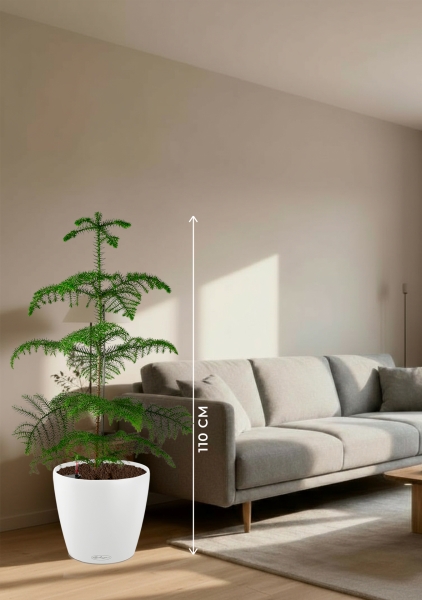 Араукария гетерофилла 24/110 в CLASSICO COLOR 35