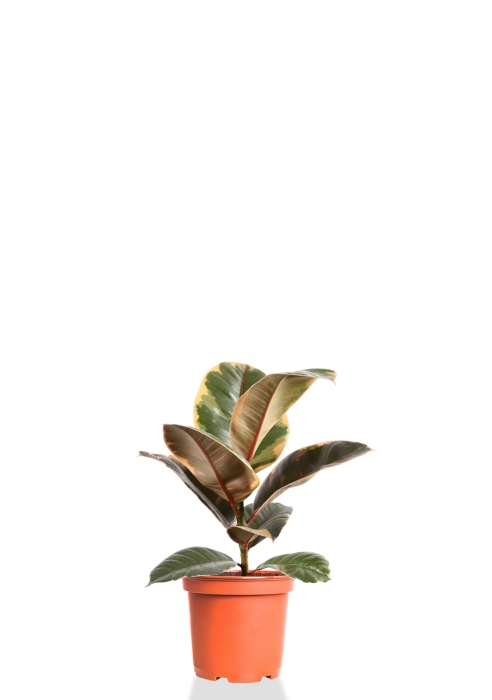 Фикус Эластика Белиз 12/30 см