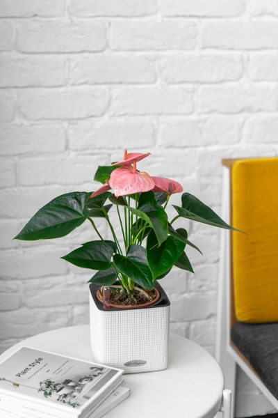 Антуриум розовый в CUBE COLOR 14 Антуриум розовый в CUBE COLOR 14