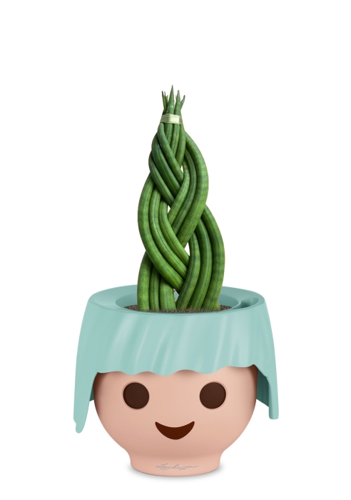 Сансевиерия Цилиндрика Косичка в OJO, голубой