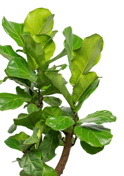 Фикус Лирата разветвленный 27/120 см