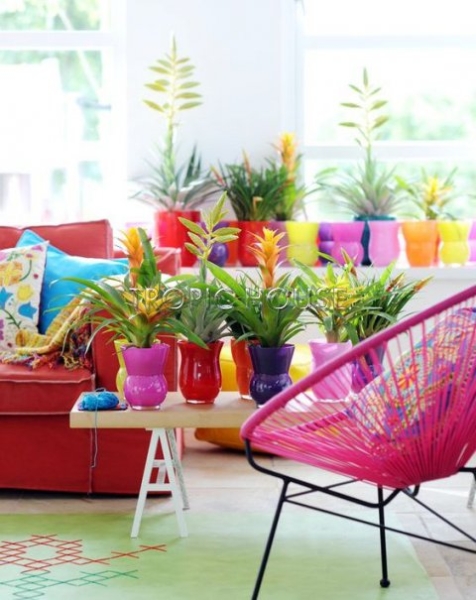 Вриезия Карли бордовая 12/40 см