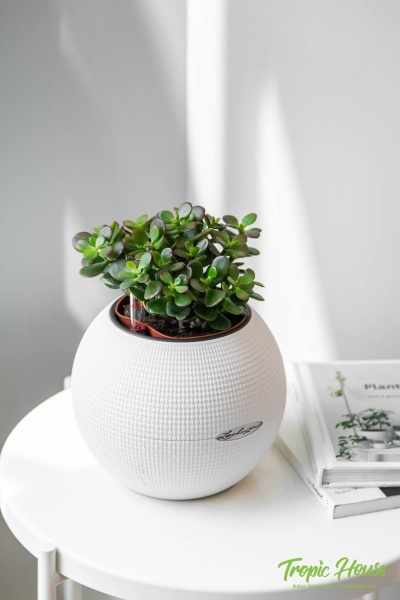 Овата минор в PURO 20