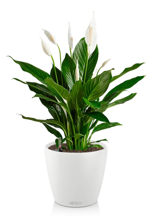 Спатифиллум 19/75 в CLASSICO COLOR 21, белый