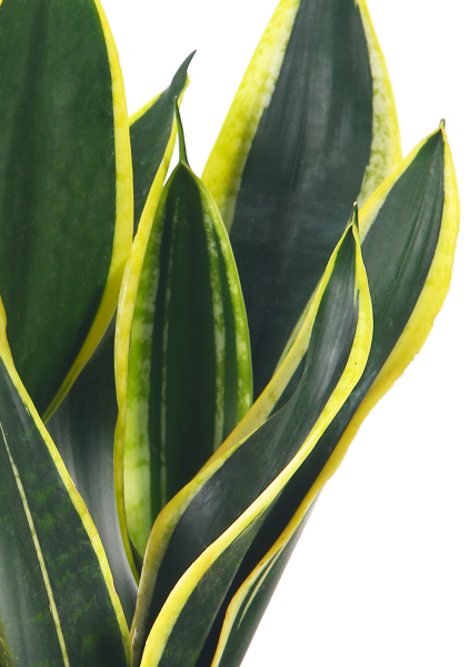 Сансевиерия Лауренти в DELTA 20