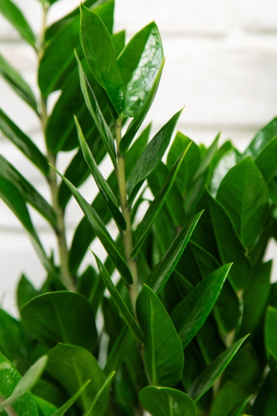 Замиокулькас 21/90 см