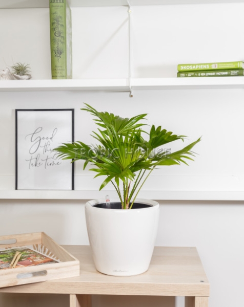 Ливистона в CLASSICO LS 21