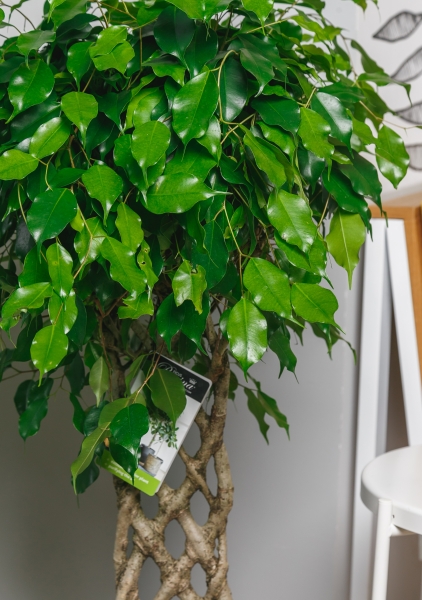 Фикус Экзотика решетка 23/100 см