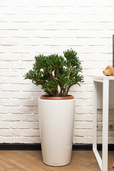 Крассула Хоббит 30/60 см в RONDO 32