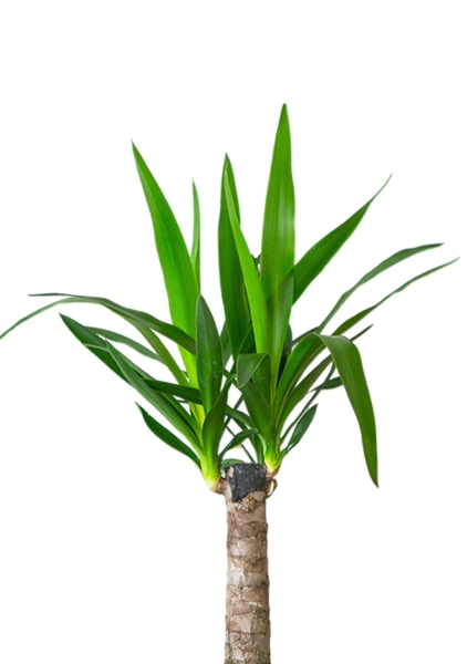 Юкка 1ств 15/60 см в CUBE GLOSSY 16