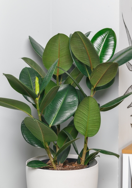 Фикус Эластика 21/55 см Фикус Эластика 21/55 см