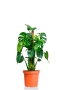 Монстера Делициоза 19/90 см