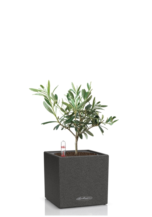 Олива в CANTO STONE 14, графитовый черный