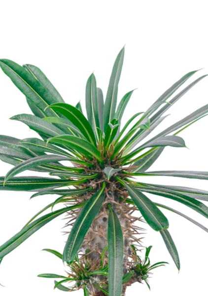 Пахиподиум Ламера 10/20 см