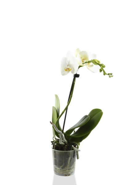 Орхидея Мини микс 5/30 см