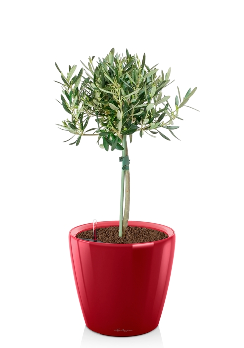 Олива в CLASSICO LS 21, ярко-красный блестящий