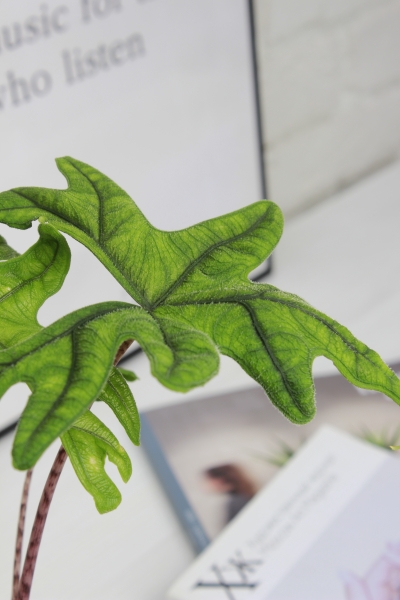 Алоказия Жаклин 12 см