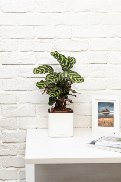 Калатея Макояна в CUBE GLOSSY 14 Калатея Макояна в CUBE GLOSSY 14