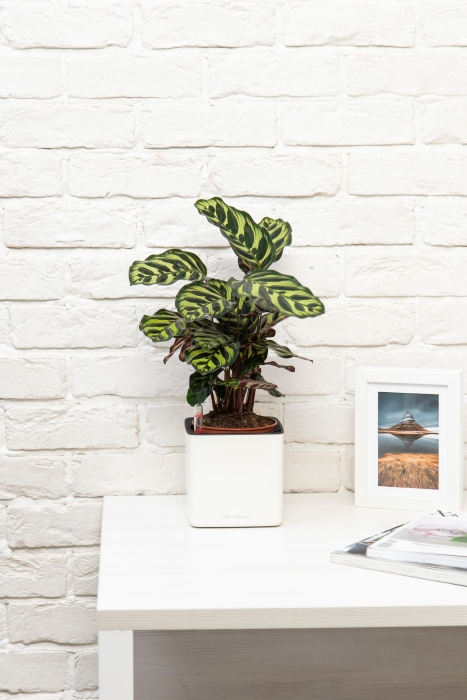 Калатея Макояна в CUBE GLOSSY 14