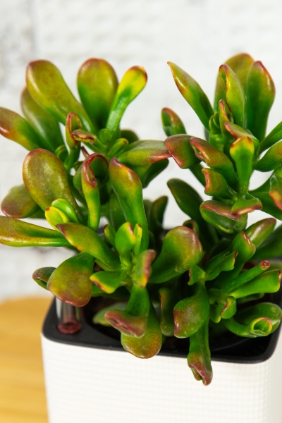 Крассула микс 12/20 см Крассула микс 12/20 см