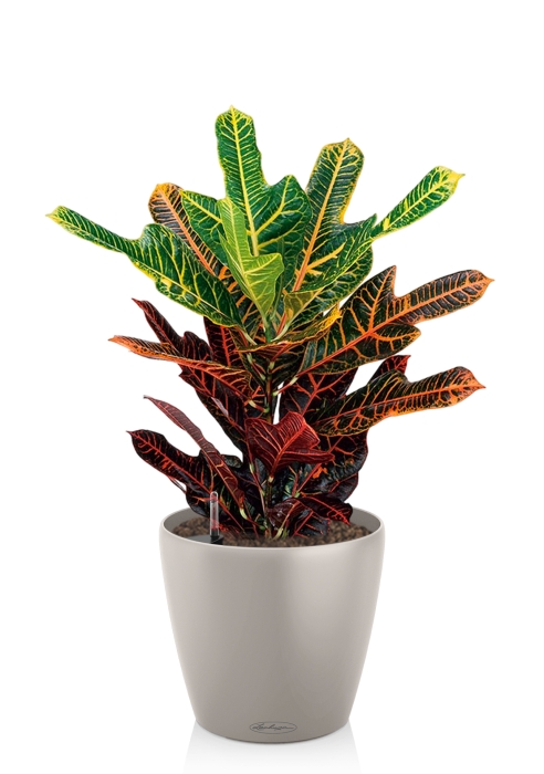 Кротон Экселент в CLASSICO COLOR 21, мускатный