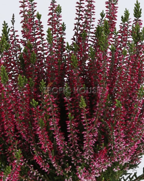 Вереск (Эрика) в CUBETO COLOR 30