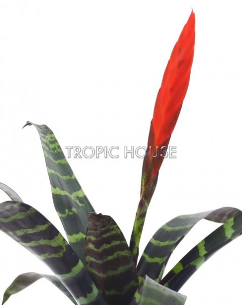 Вриезия тигровая Спленрит 12/35 см