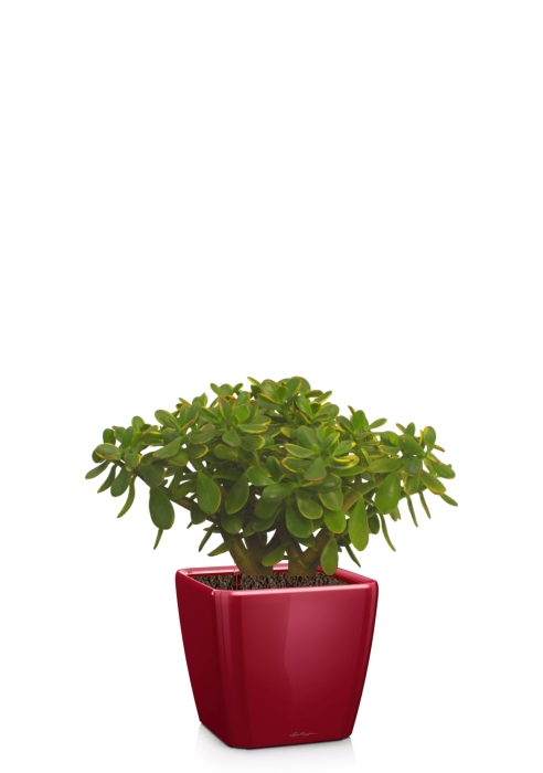 Крассула Овата Сансет 29/45 см в QUADRO LS 35, ярко-красный блестящий