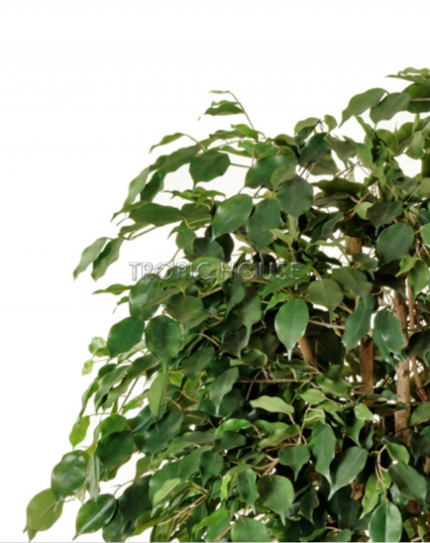 Фикус Бенджамина многоствольный