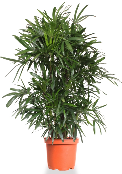 Рапис 44/240 см