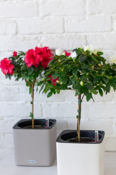 Азалия Фландрес штамб микс 13/40 см Азалия Фландрес штамб микс 13/40 см