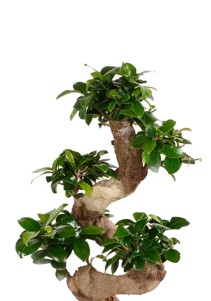 Бонсай Фикус Гинсенг 26/70 см Бонсай Фикус Гинсенг 26/70 см